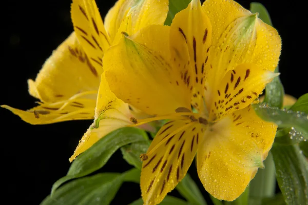 Αλστρομέριες όμορφα λουλούδια — Φωτογραφία Αρχείου