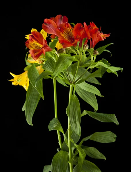 Αλστρομέριες όμορφα λουλούδια — Φωτογραφία Αρχείου