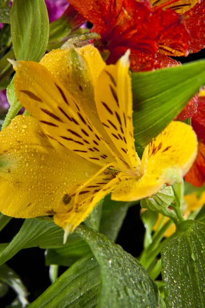 Belles fleurs colorées mignonnes — Photo