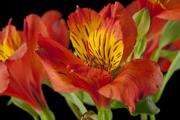 Hermosas flores de Narciso —  Fotos de Stock