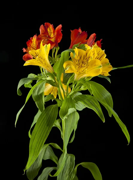 Belles fleurs alstroemeria — Photo