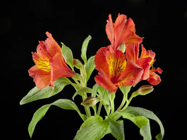 美しい水仙の花 — ストック写真