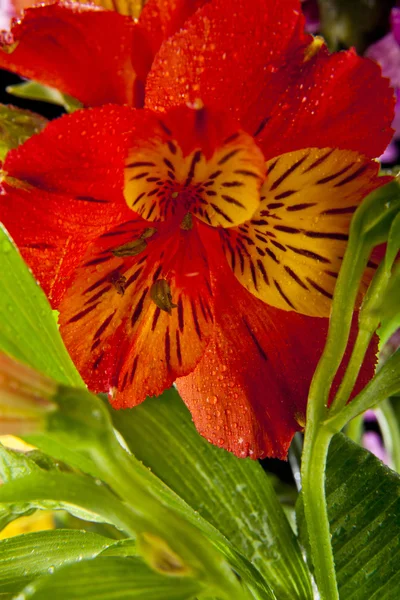 Piękna ładny kolorowy kwiaty — Zdjęcie stockowe