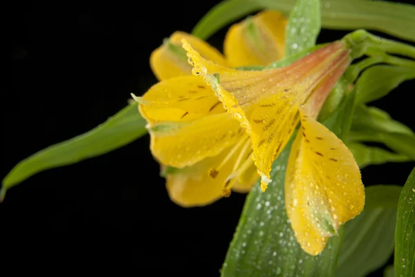 Belles fleurs alstroemeria — Photo