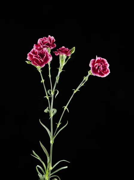 Bellissimi fiori di garofano — Foto Stock