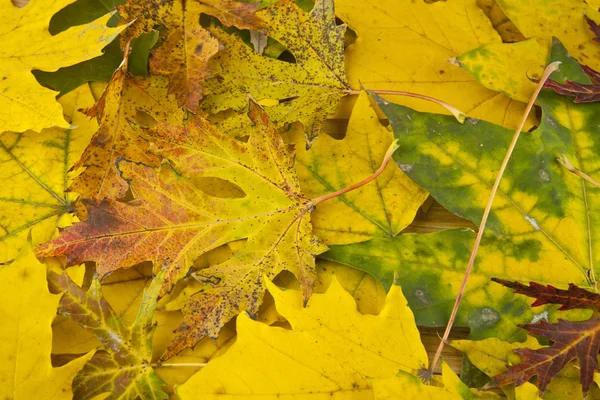 El otoño deja follaje — Foto de Stock