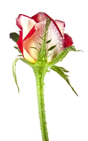 Piękna róża w kroplach wody — Zdjęcie stockowe