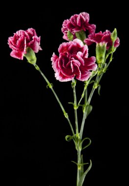 güzel karanfil çiçek