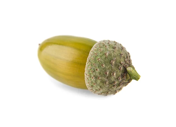 Ripe single acorn — Stock Photo, Image