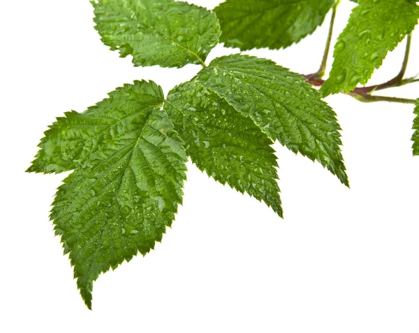 Färska gröna blad av hallon — Stockfoto