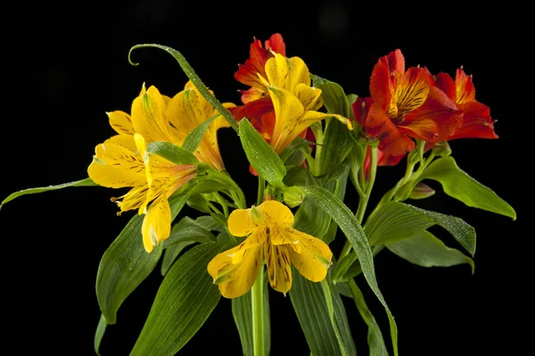 Belles fleurs alstroemeria — Photo