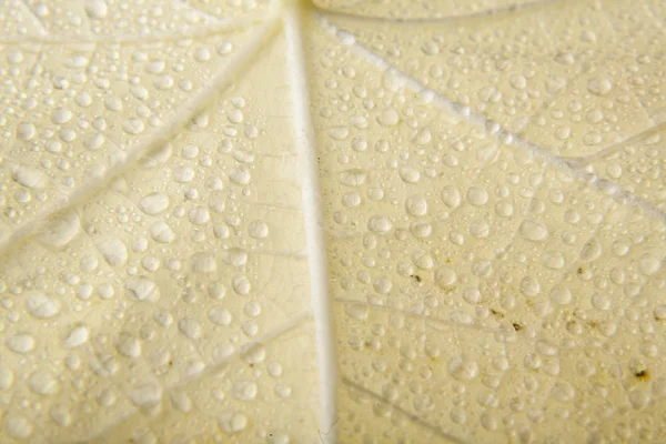 黄色の葉の上の水滴 — ストック写真