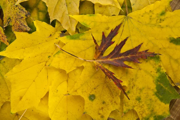 黄色の紅葉 — ストック写真