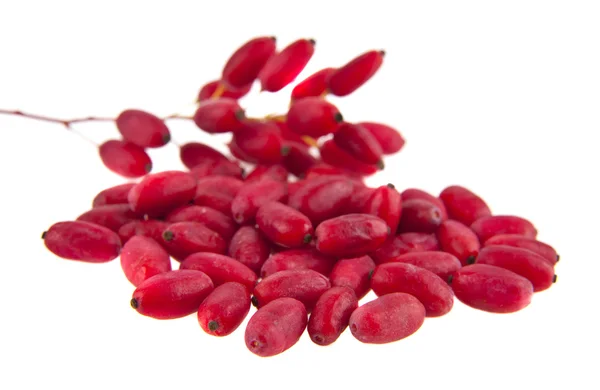 Ripe red barberries — Stock Photo, Image