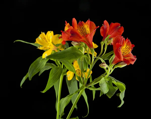 Alstremeria piękne kwiaty — Zdjęcie stockowe