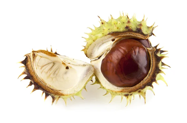 Ripe brown chestnuts — Stock Photo, Image