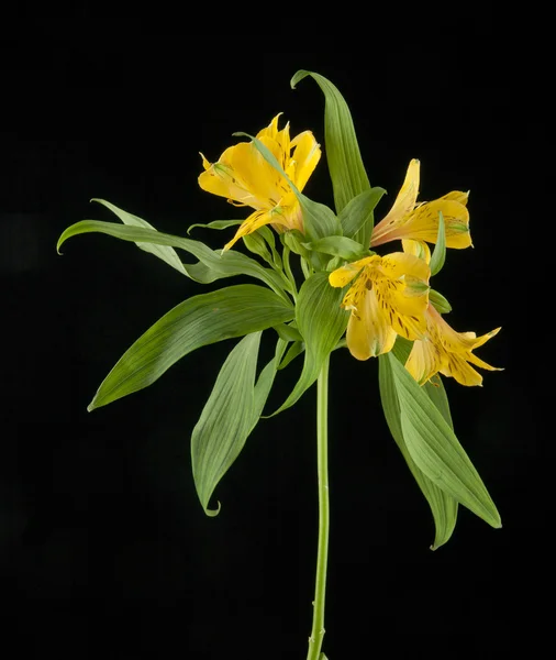 stock image Beautiful Alstroemeria flowers