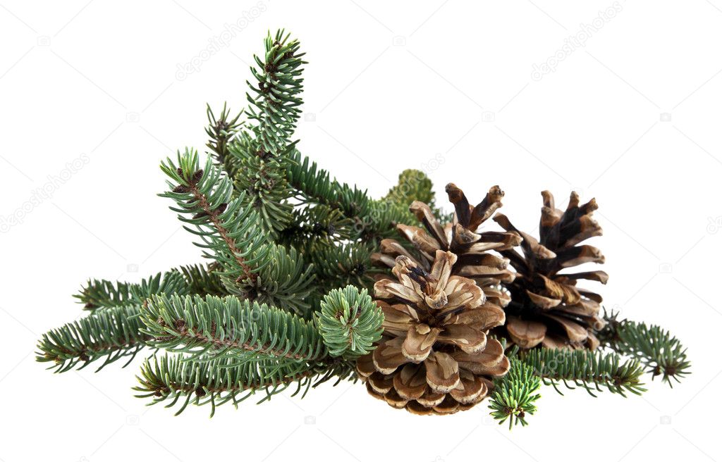branch of fir-tree and cones