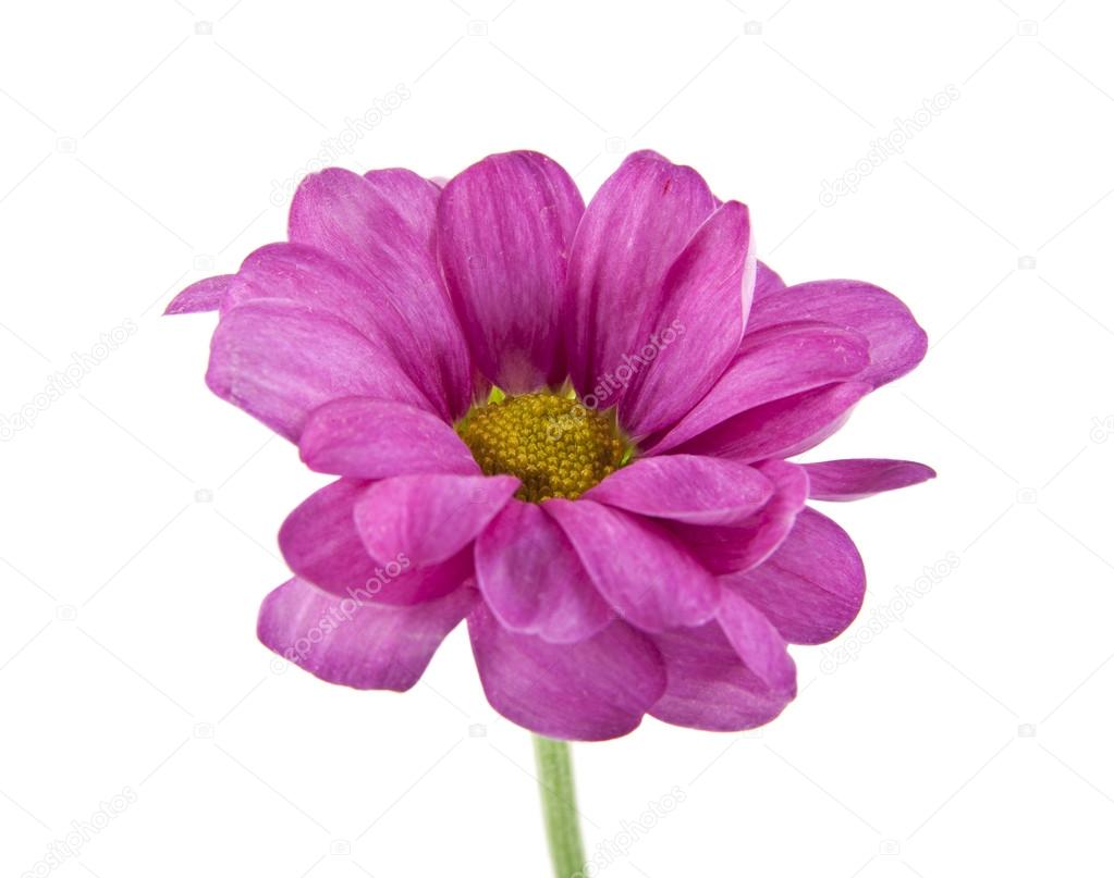 Magenta Color Flower And Petals Stock Photo C Valzan 101246106