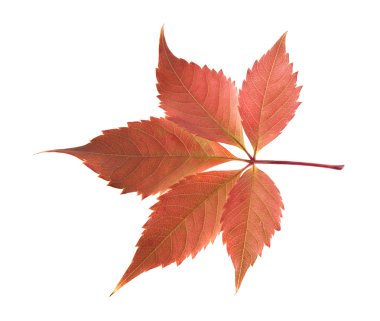 asma sonbahar yaprak