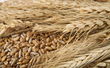 Altın buğday taneleri