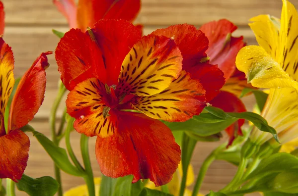 Hermosas flores brillantes —  Fotos de Stock