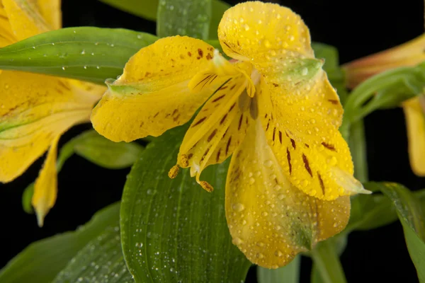 Hermosas flores de alstroemeria —  Fotos de Stock