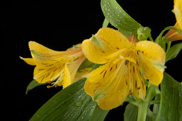 Beautiful Narcissus flowers — Stock Photo, Image
