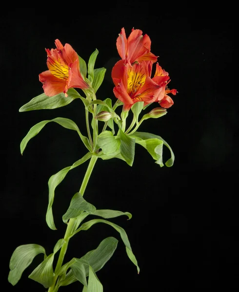 美しい水仙の花 — ストック写真