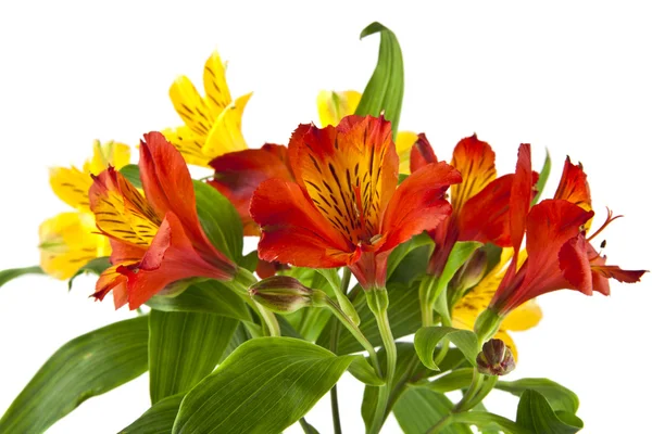 Colorful bright Alstroemeria flowers — Stock Photo, Image