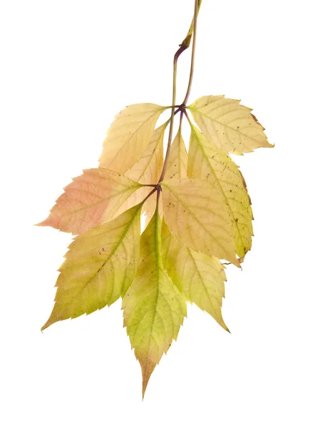 Цветные осенние листья винограда — стоковое фото