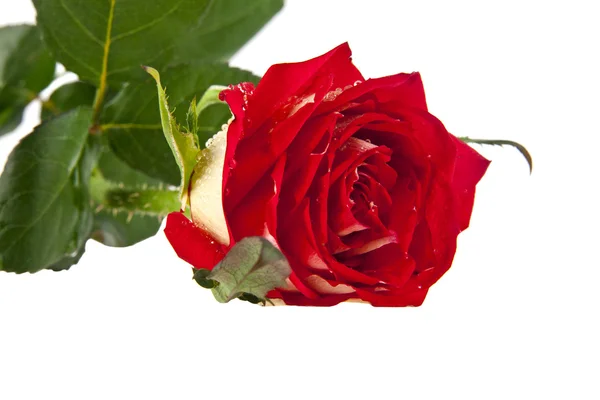 Schöne frische Rose — Stockfoto