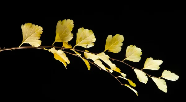 Hojas amarillas de otoño — Foto de Stock