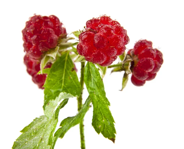 Raspberry tak met bessen — Stockfoto