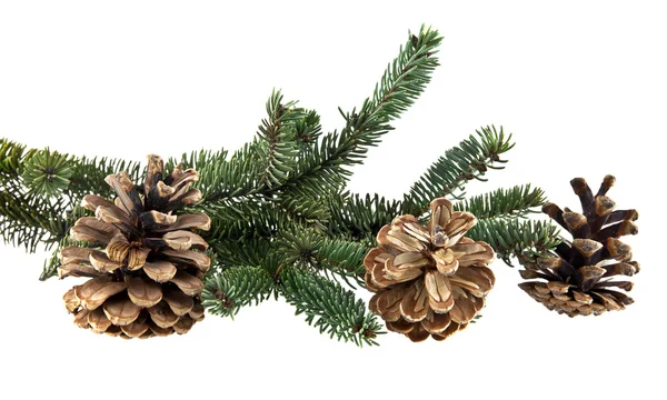 Branch of fir-tree and cones — Stock Photo, Image