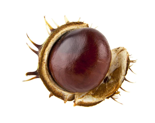Ripe chestnut in peel — Stock Photo, Image