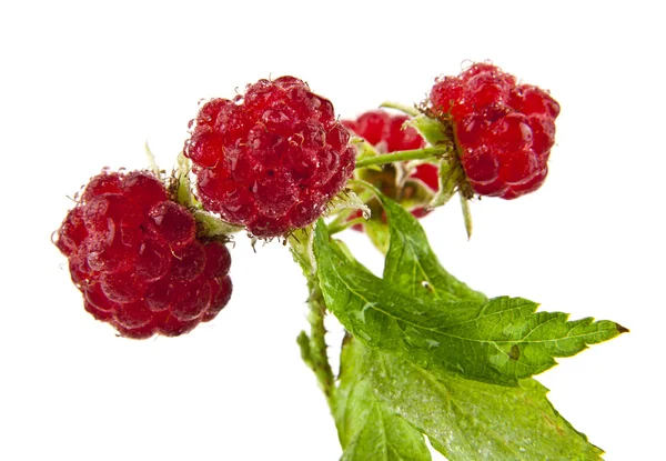 Raspberry gren med bär — Stockfoto