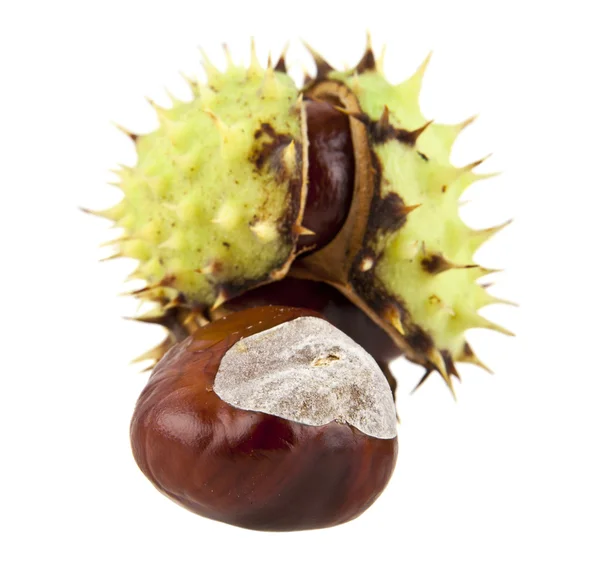 Ripe brown chestnuts — Stock Photo, Image