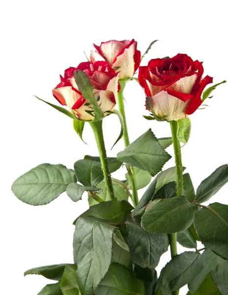 Красивые свежие розы — стоковое фото