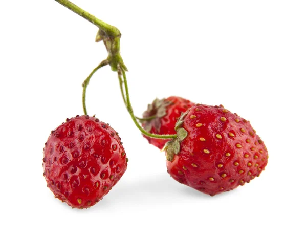 Fragole congelate fredde — Foto Stock