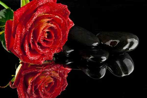 Rosa rossa e pietre — Foto Stock
