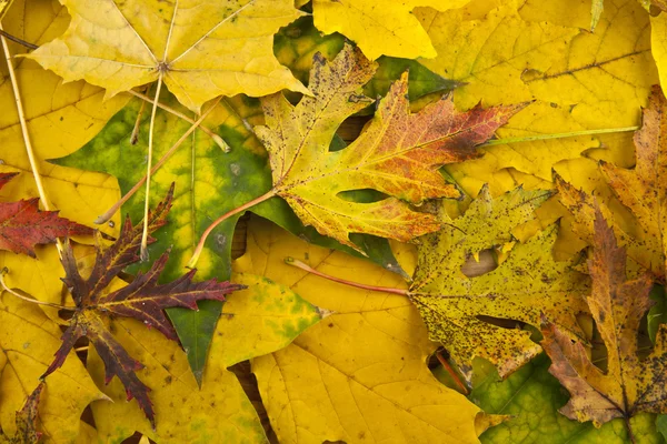 Hojas amarillas de otoño — Foto de Stock