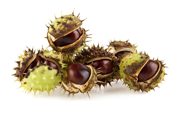 Ripe brown chestnuts — Stock Photo, Image