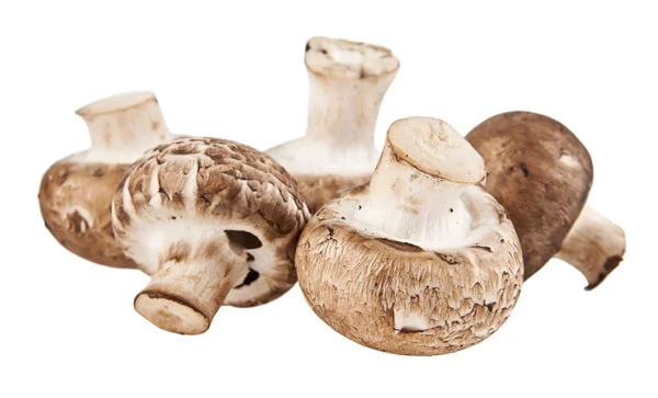 Haufen frischer Pilze — Stockfoto