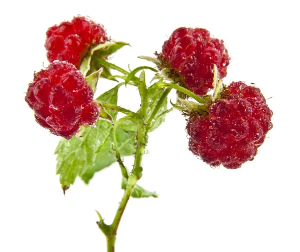 Raspberry tak met bessen — Stockfoto