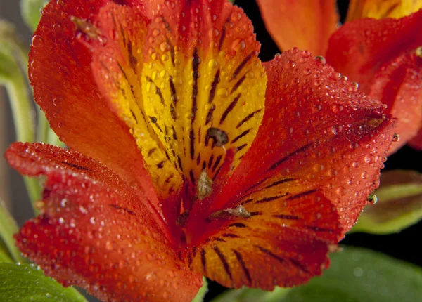 Hermosas flores de Narciso —  Fotos de Stock