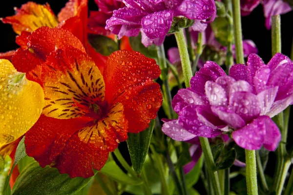 Belles fleurs colorées mignonnes — Photo