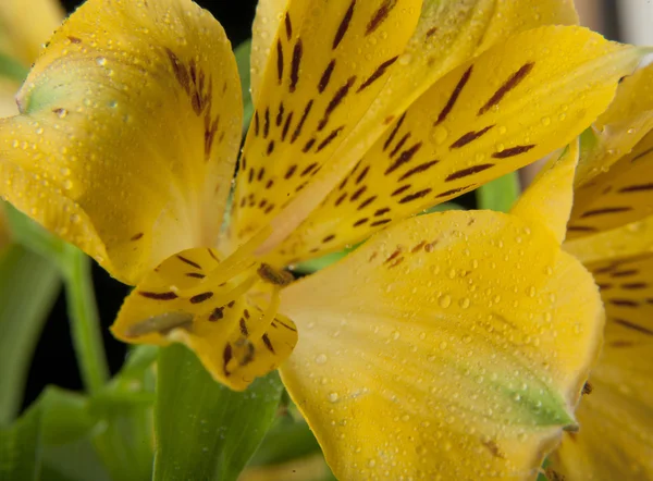 美しい水仙の花 — ストック写真