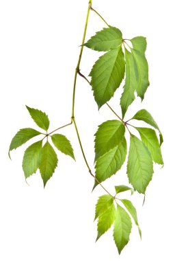 Parlak yeşil yaprakları asma