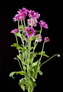 Güzel şirin renkli çiçekler